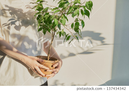 Female hands gently holding potted plant, catching warm sunlight casting shadows on wall Female hands gently holding potted plant, catching warm sunlight casting shadows on wall 137434342
