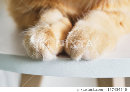 Ginger cat paws showing soft fluffy fur, portraying domestic pet comfort and relaxation 137434346