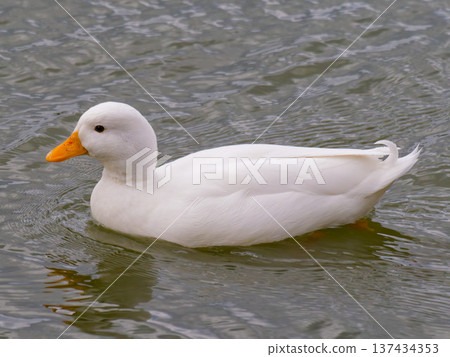 White ducks swimming in a pond White ducks swimming in a pond 137434353