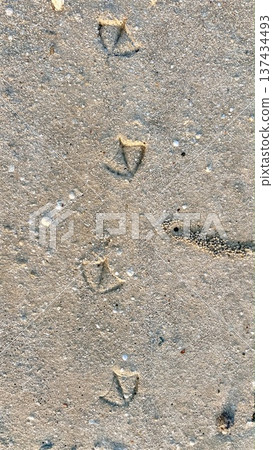 Gentle Bird Tracks On Moist Sand Surface. Serene Bird Trail Markings On Wet Beach At Dawn. Calm Morning Tide Reveals Delicate Avian Prints Scattered Across Moist Shoreline Gentle Bird Tracks On Moist Sand Surface. Serene Bird Trail Markings On Wet Beach At Dawn. Calm Morning Tide Reveals Delicate Avian Prints Scattered Across Moist Shoreline 137434493