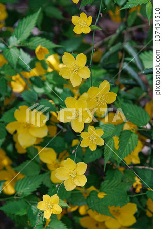 黃花山吹 黃花山吹 137434510