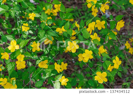Yellow flower Yamabuki Yellow flower Yamabuki 137434512