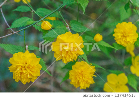 黃花山吹 黃花山吹 137434513