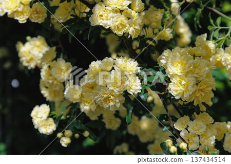 Yellow mock butter flower Yellow mock butter flower 137434514