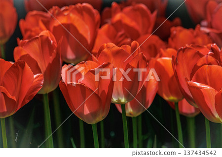 Red tulip 137434542
