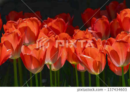 Red tulip Red tulip 137434603