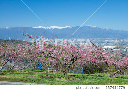 從桃花園眺望甲府盆地 137434779