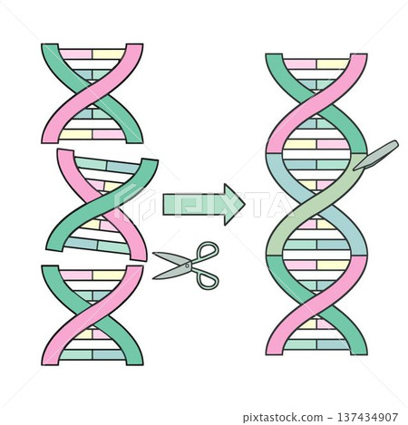 基因重組過程圖 雙螺旋斷裂與連結 生物技術 137434907