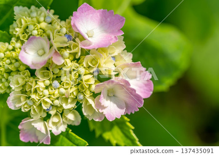 雨季的繡球花 137435091