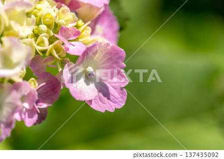 Hydrangea of the rainy season 137435092