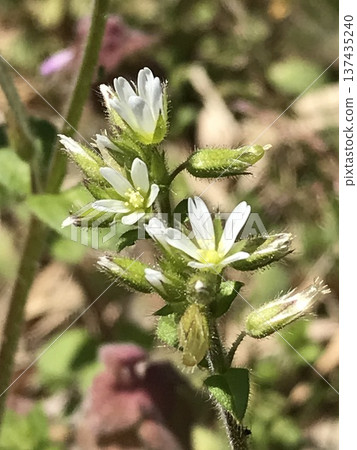 禾草之花 137435240