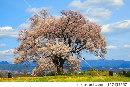 一棵樹齡超過330年的壯觀櫻花樹,正值盛放,美不勝收。 一棵樹齡超過330年的壯觀櫻花樹,正值盛放,美不勝收。 137435267