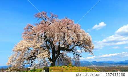 藍天之下，古老的櫻花挺拔綻放，直插雲霄。 137435268