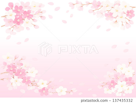 櫻花觀賞背景，飄落的櫻花花瓣－粉紅色和白色的柔和漸層。 137435332