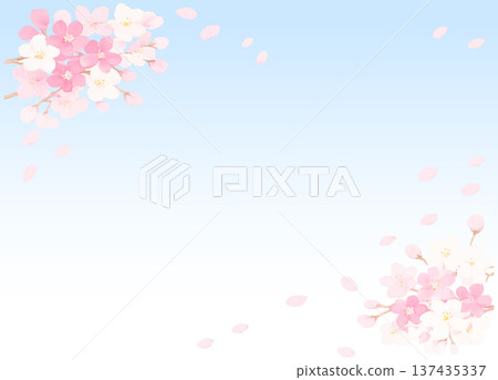 Cherry blossom petals dancing in the clear blue sky Vector Cherry blossom petals dancing in the clear blue sky Vector 137435337