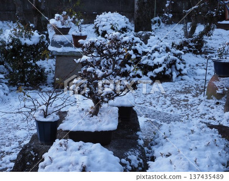 Snow pattern 137435489