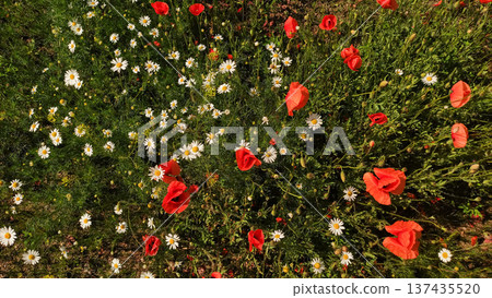 Red poppies and white daisies blooming in a summer meadow in prague Red poppies and white daisies blooming in a summer meadow in prague 137435520