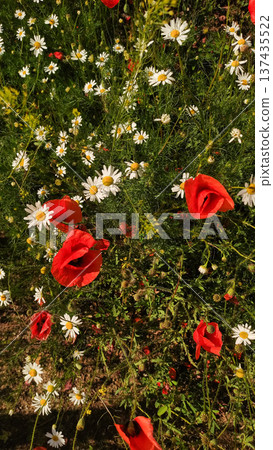 Red poppies and white daisies blooming in prague meadow during summer 137435522