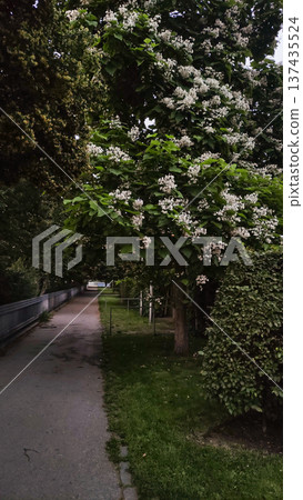 Blooming catalpa tree illuminating a serene prague pathway in summer Blooming catalpa tree illuminating a serene prague pathway in summer 137435524