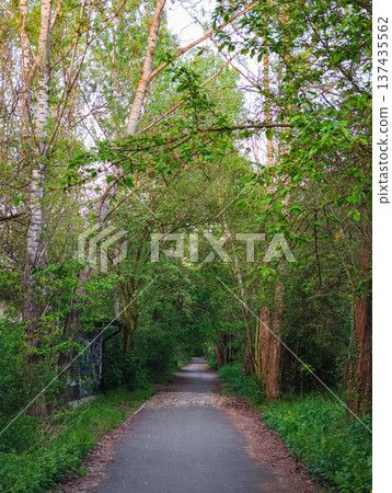 Winding path through lush green forest in prague 137435562
