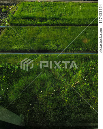 Green grass growing between tram tracks in prague 137435564