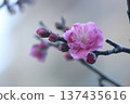 梅花告訴春天 137435616