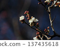 梅花告訴春天的到來 137435618