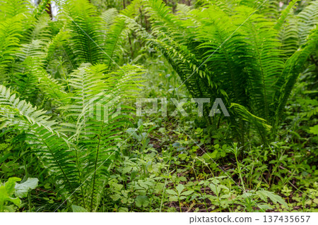 Green fern in a forest Green fern in a forest 137435657