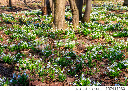White snowdrop flowers (Galanthus nivalis) in a spring forest White snowdrop flowers (Galanthus nivalis) in a spring forest 137435680