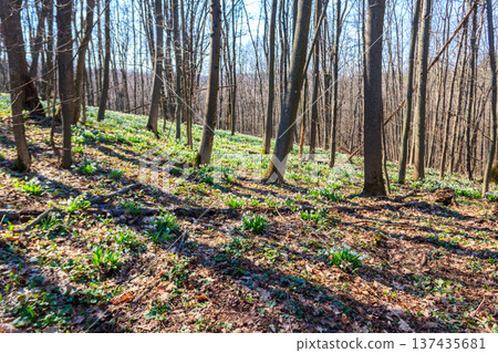 White snowdrop flowers (Galanthus nivalis) in a spring forest White snowdrop flowers (Galanthus nivalis) in a spring forest 137435681