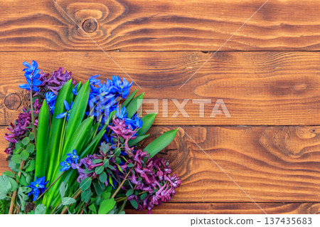 Bouquet of purple corydalis flowers and blue scilla flowers on wooden background 137435683