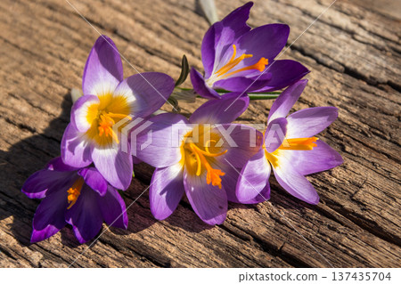 Purple crocus flowers on rustic wooden background Purple crocus flowers on rustic wooden background 137435704