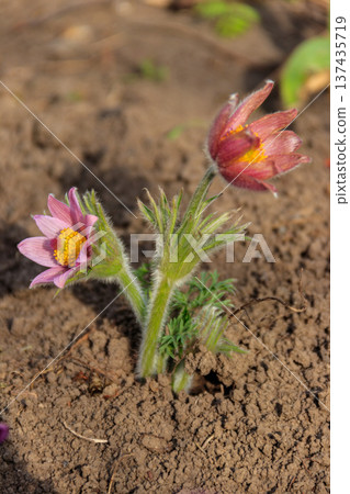 Eastern pasqueflower (Pulsatilla patens), also known as prairie crocus, cutleaf anemone, rock lily Eastern pasqueflower (Pulsatilla patens), also known as prairie crocus, cutleaf anemone, rock lily 137435719