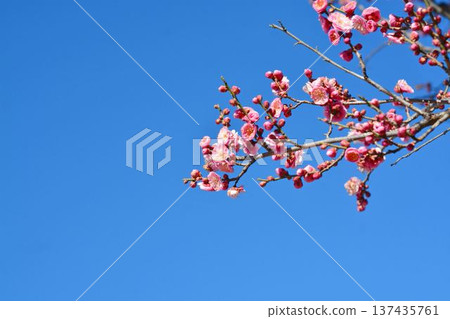 Plum blossoms (red plum) Plum blossoms (red plum) 137435761