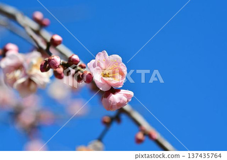Plum blossoms (red plum) Plum blossoms (red plum) 137435764