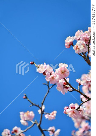 Plum blossoms (red plum) Plum blossoms (red plum) 137435777