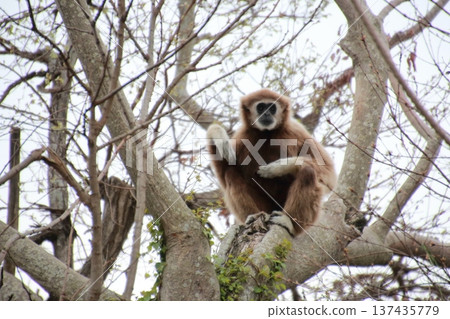白掌長臂猿爬樹 白掌長臂猿爬樹 137435779