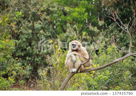 白掌長臂猿爬樹 137435790