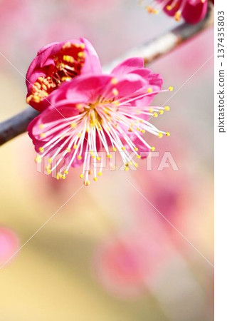 梅花(紅梅) 梅花(紅梅) 137435803