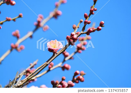 梅花（紅梅） 137435857