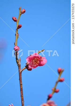 梅花(紅梅) 梅花(紅梅) 137435870