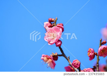Plum blossoms (red plum) Plum blossoms (red plum) 137435883