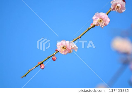 Plum blossoms (red plum) Plum blossoms (red plum) 137435885