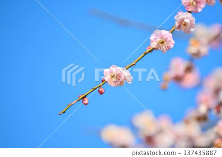 Plum blossoms (red plum) Plum blossoms (red plum) 137435887
