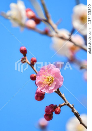 Plum blossoms (red plum) Plum blossoms (red plum) 137435890