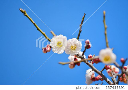 梅花(紅梅) 梅花(紅梅) 137435891