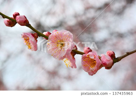 梅花（紅梅） 137435963