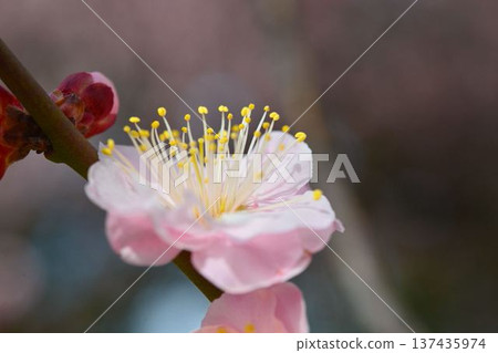 Plum blossoms (red plum) Plum blossoms (red plum) 137435974