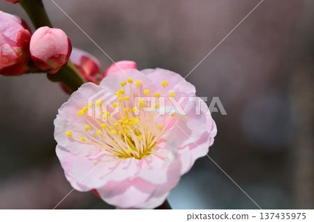 Plum blossoms (red plum) Plum blossoms (red plum) 137435975