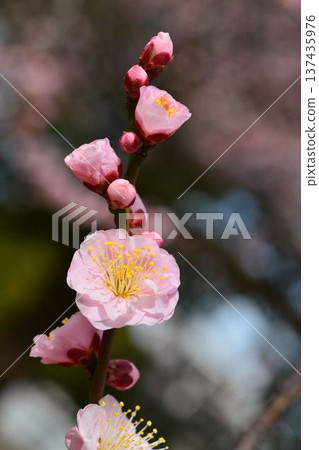 Plum blossoms (red plum) 137435976